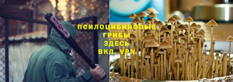 Галлюциногенные грибы Psilocybe  OMG ссылка  Губаха 